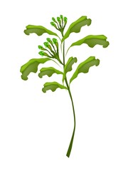 A Fresh Clove Plant on White Background