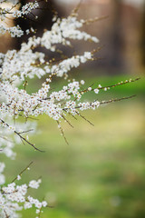 Blooming tree in spring with white flowers