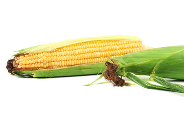Close up of fresh corn ears.