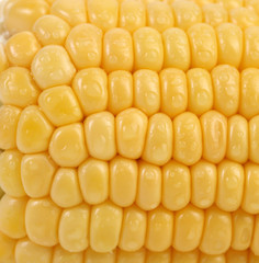 Background of ripe corn with water drops.