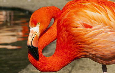 Flamingo © Nazzu