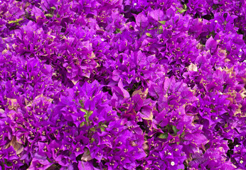 pink flowers closeup