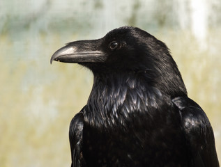 Raven