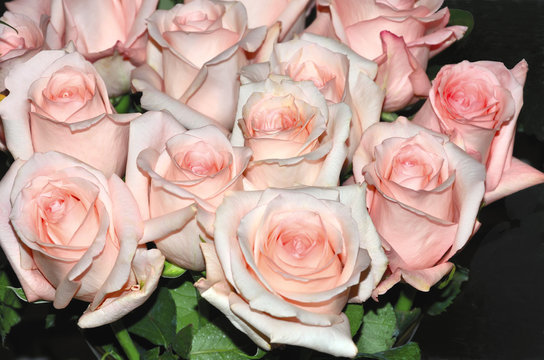 Pink roses.