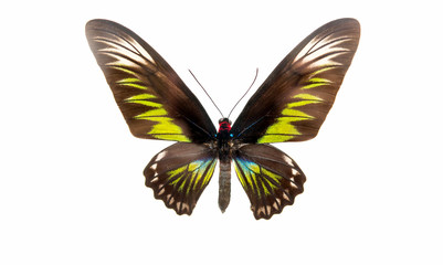 Obraz premium butterfly isolated