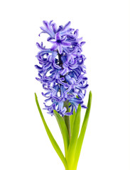 Purple Hyacinth