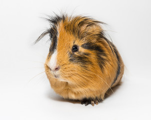 Guinea Pig