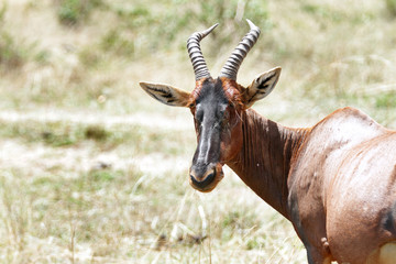A topi antelope turning its head