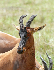 Closeup of a beautiful topi antelope