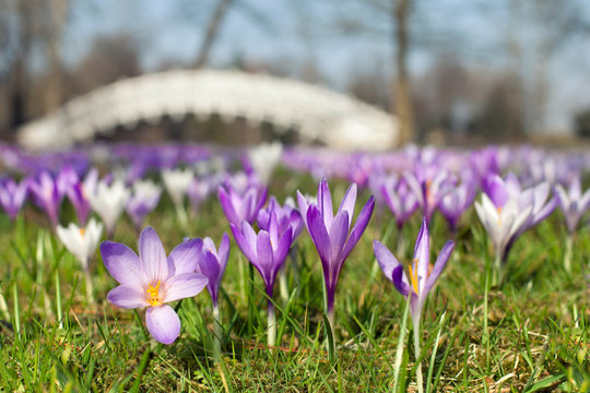 Krokuswiese im Park