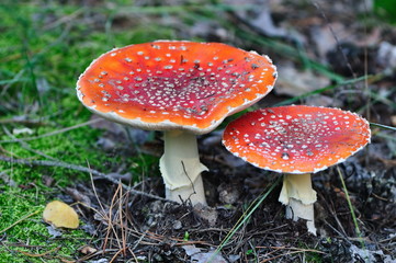 Two amanita muscaria