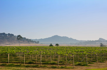 Fototapeta premium green vineyards in Thailand, Grape farm pattaya