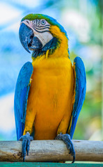 Colorful blue parrot macaw protrait on colorful background