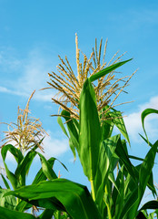 Planting Corn © ksena32