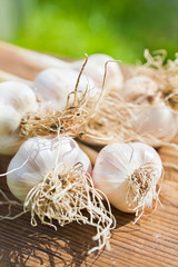 Fototapeta na wymiar garlic bulbs on wood