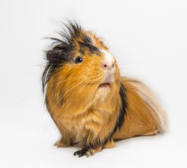 Guinea pig