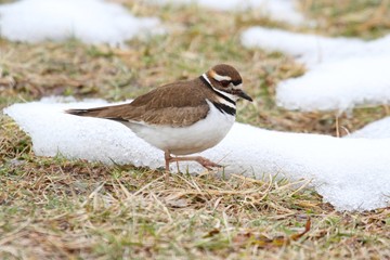 Killdeer (Charadrius vociferus)