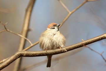 Eurasian Tree Sparrow - Passer montanus on a twig