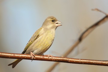 Greenfinch - Carduelis chloris on a twig