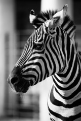 Fototapeta na wymiar Zebra, Serengeti National Park, Tanzania, East Africa