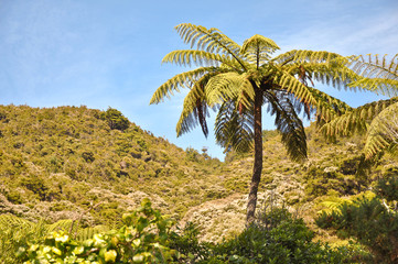 Obraz premium Tree fern - Abel Tansman National park, New Zealand