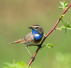 Bluethroat on the branch