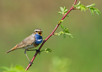Singing Bluethroat on the branch
