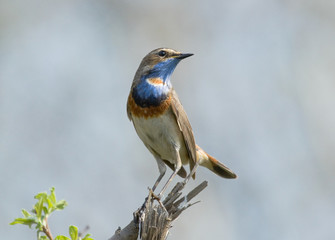 Bluethroat sitting on dry branch