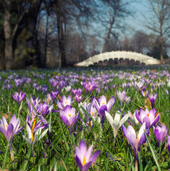 Frühling im Park