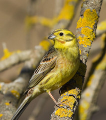 Yellowhammer on the branch