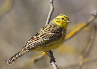 Yellowhammer on the branch