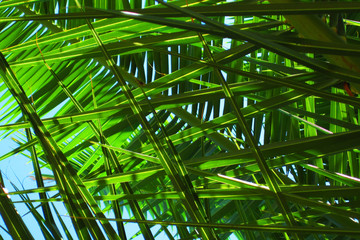 palm leaves background