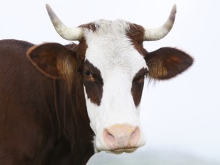 portrait of a brown cow