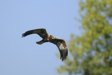 Western Marsh-harrier (Circus aeruginosus)