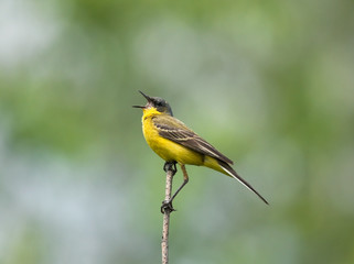 Yellow Wagtail singing on the branch