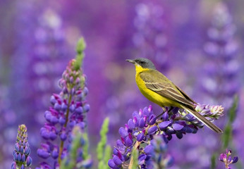 Western Yellow Wagtail on lupine flower