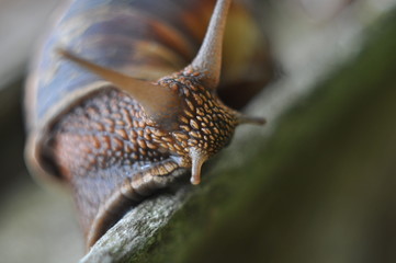 Grape snail