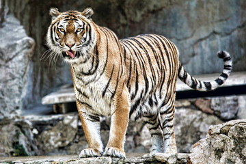 Tigre
