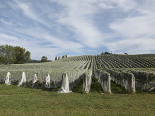 Bird netting hung over grape vines for protection