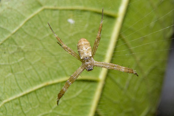 Spider. Close up.