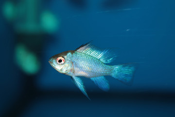 Electric Blue Ram (Mikrogeophagus ramirezi) aquarium fish