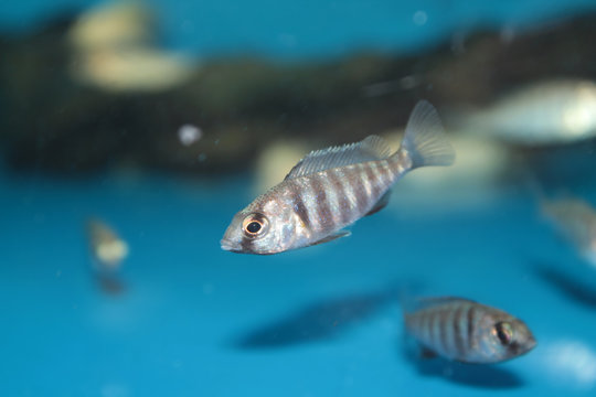 Placidochromis phenochilus aquarium fish