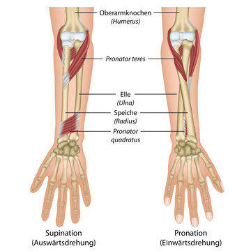 Supination Images – Browse 1,235 Stock Photos, Vectors, and Video