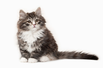 Tortoise siberian kitten on white background