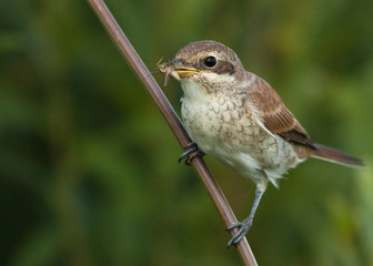 Young Red-backed Shrike with grasshopper
