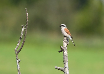 Red-backed Shrike on dry branch