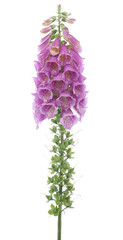 foxglove © _Vilor
