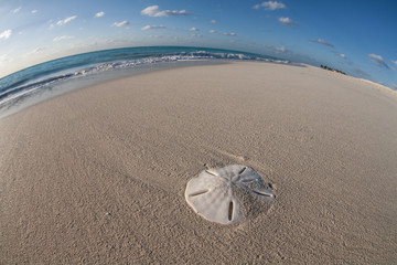 Caribbean Sand Dollar
