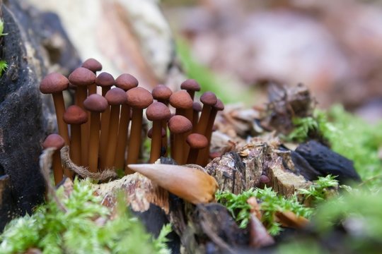 Echter Knoblauchschwindling / small dark mushroom