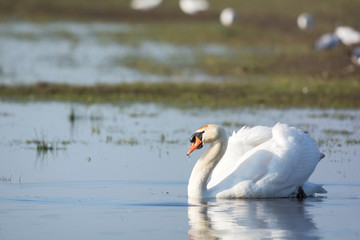 Naklejka premium White mute swan